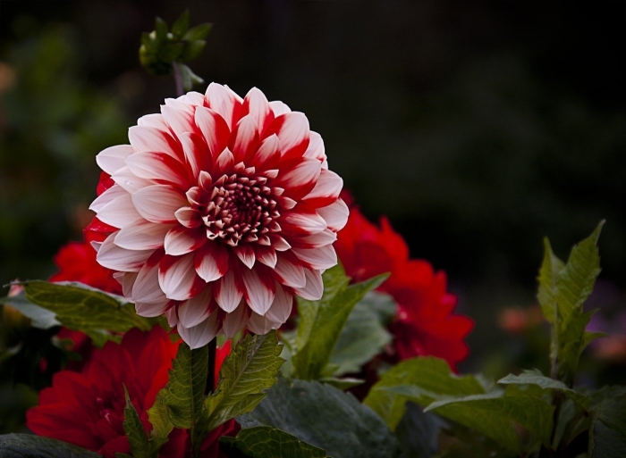 Георгин ребекказ уорлд