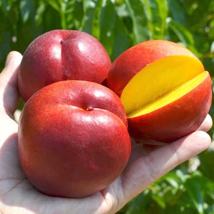 Саженцы нектарина рубиновый