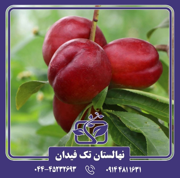 Нектарин кримсон голд