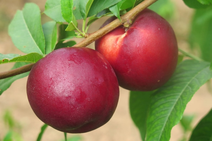 Нектарин харко