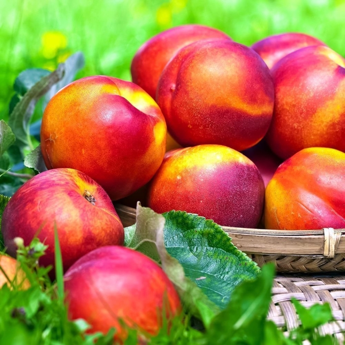 Нектарин леди эрика