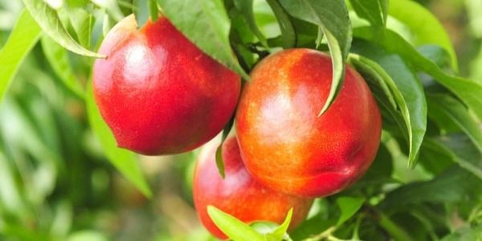 Нектарин ред голд