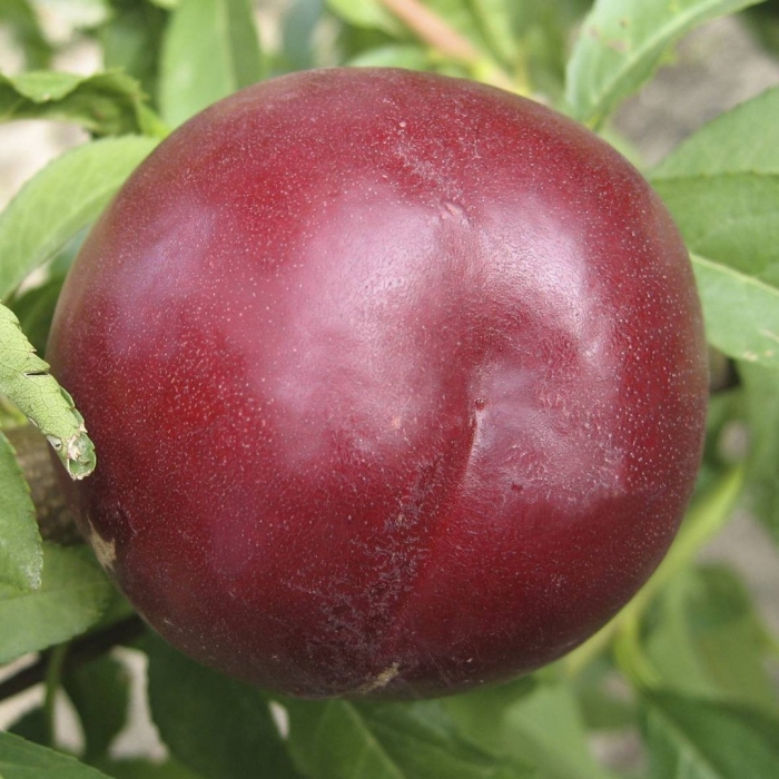 Саженцы нектарин рубиновый 7