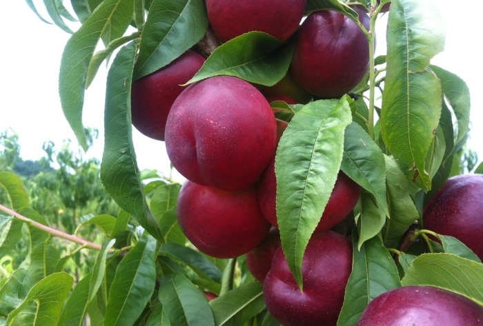 Саженец нектарина