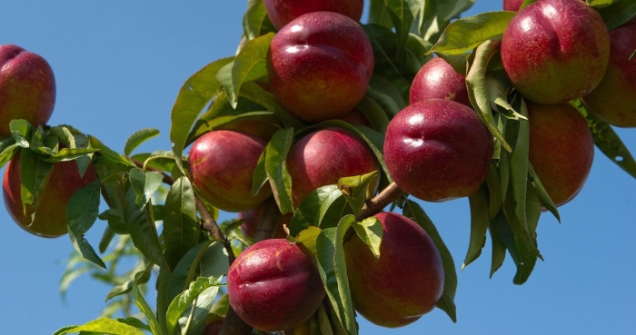 Нектарин старк ред голд