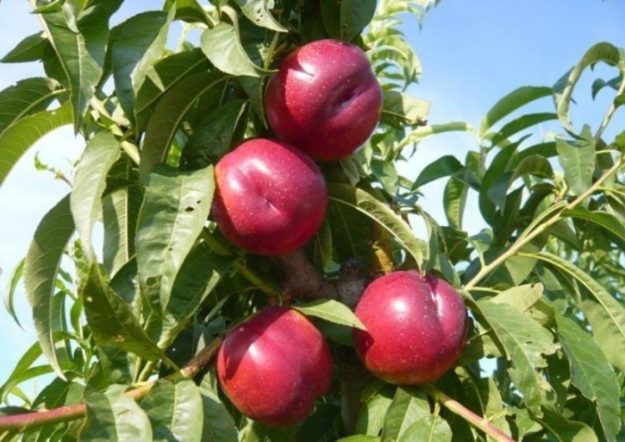 Нектарин рубин 8