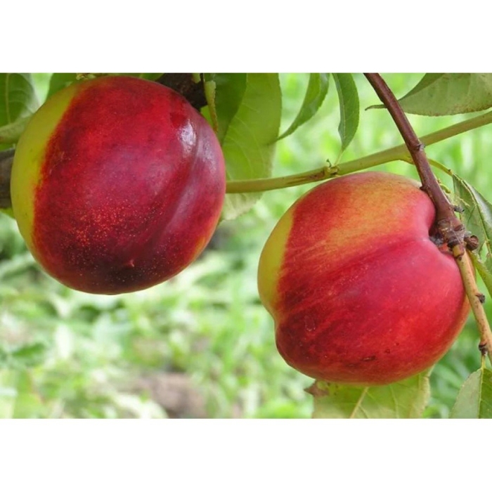 Нектарин старк ред голд