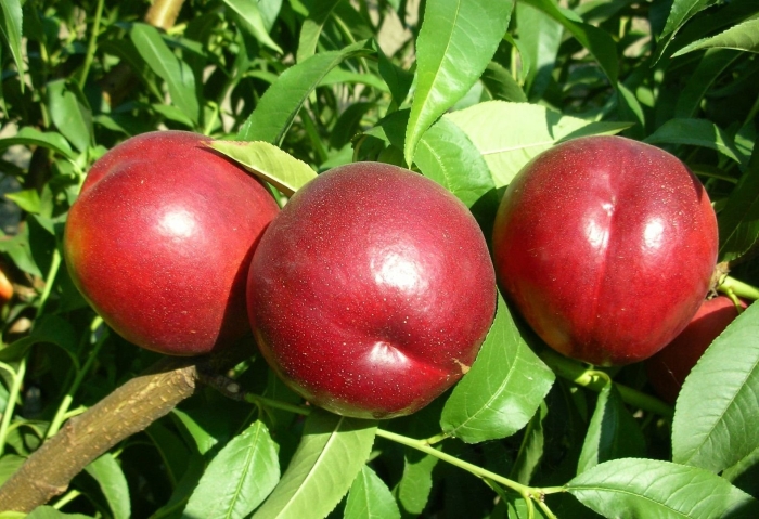 Нектарин колоновидный рубис