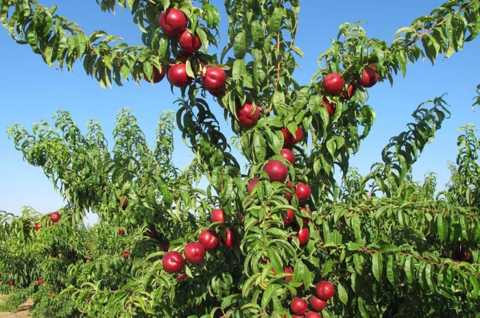 Нектарин колоновидный мистер перси