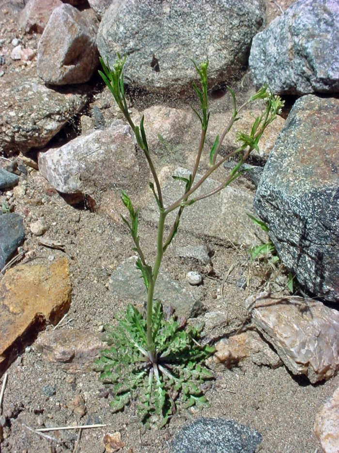 Lepidium virginicum var menziesii