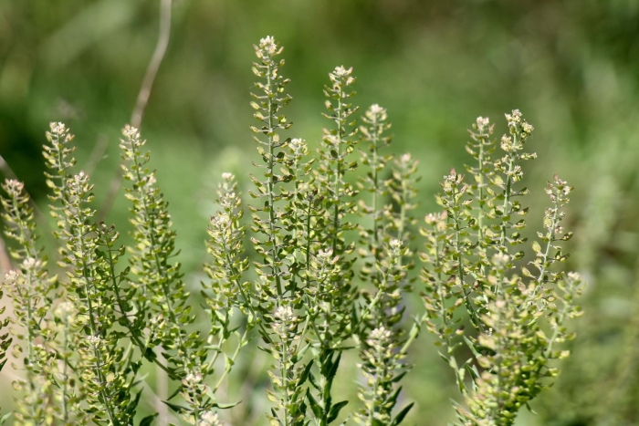 Полевые травы клоповник