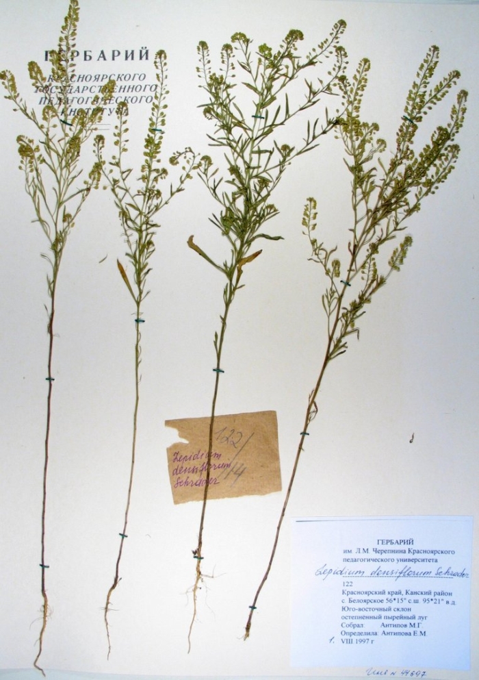 Клоповник сорный гербарий