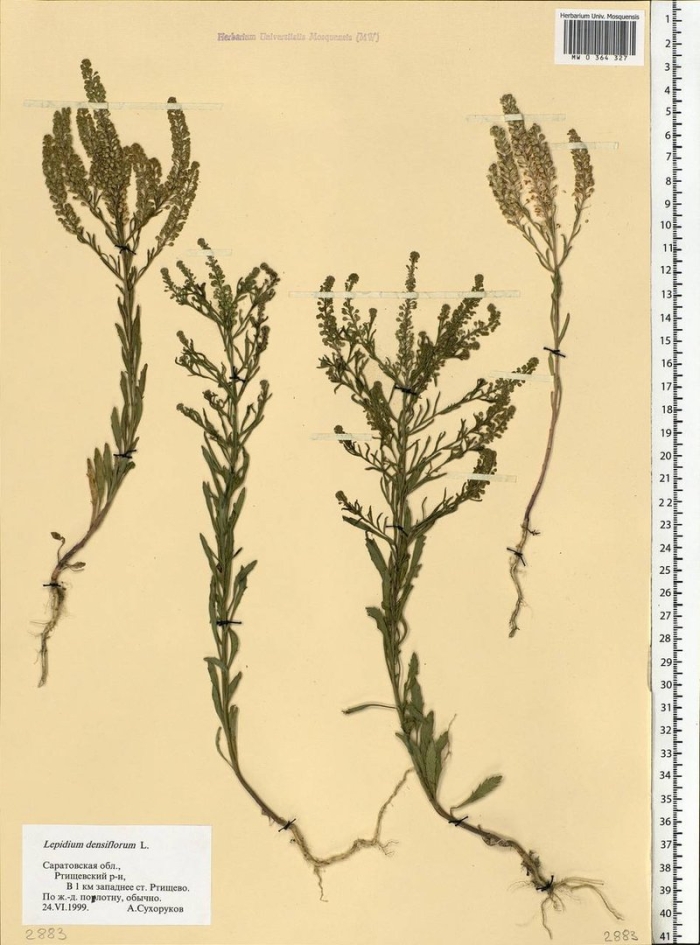 Lepidium ruderale