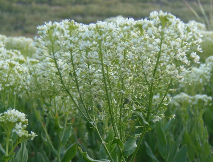 Сердечница крупковидная