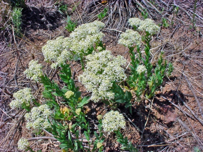 Кардария крупковидная