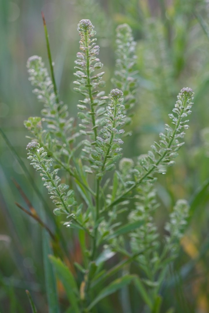 Клоповник виргинский