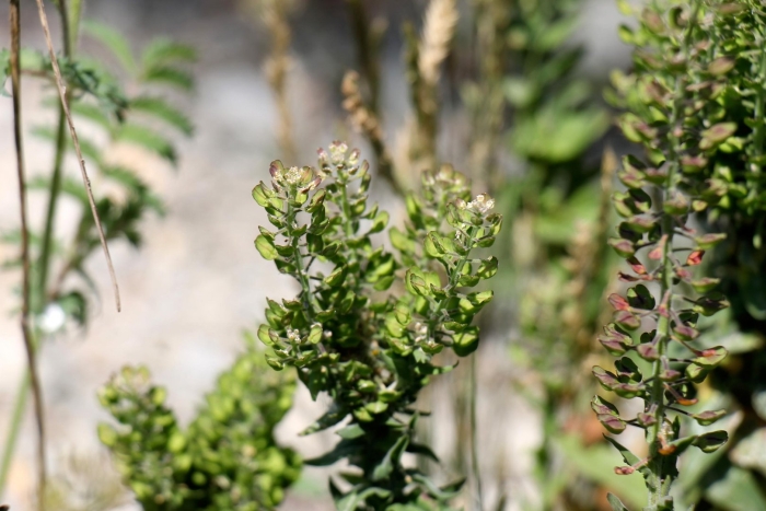 Клоповник густоцветный