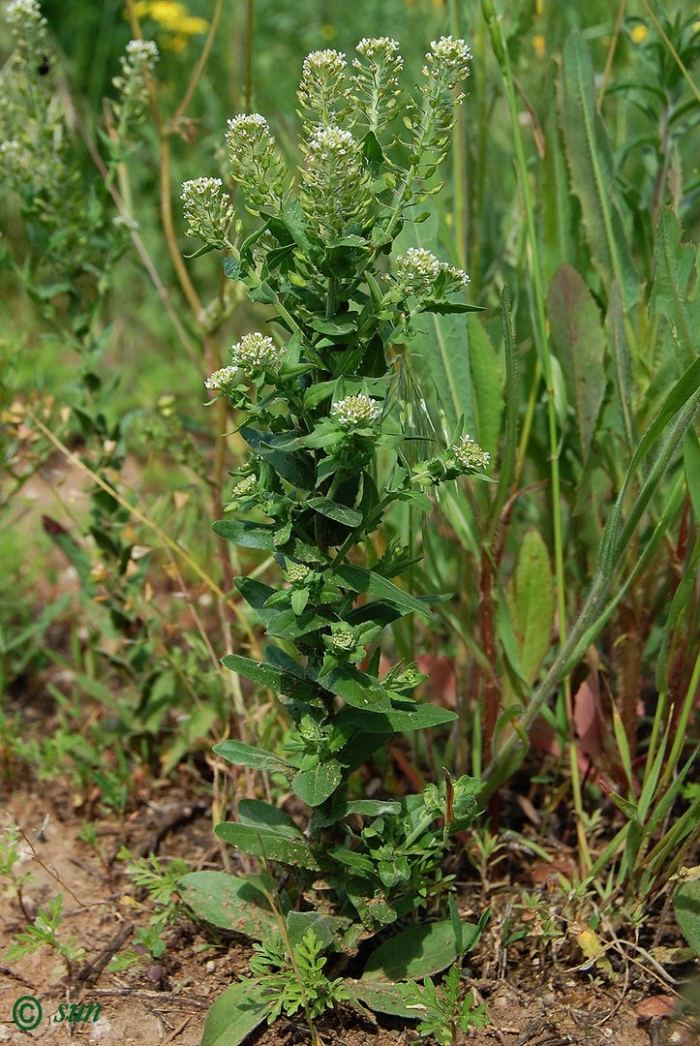 Lepidium bonariense