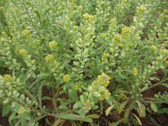Alyssum turkestanicum