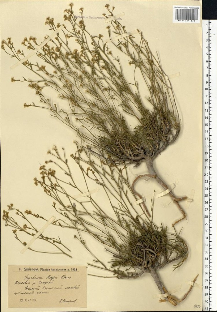 Клоповник мейера