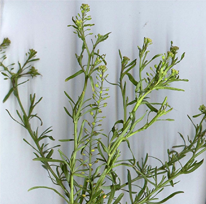 Клоповником мусорным (lepidium ruderale