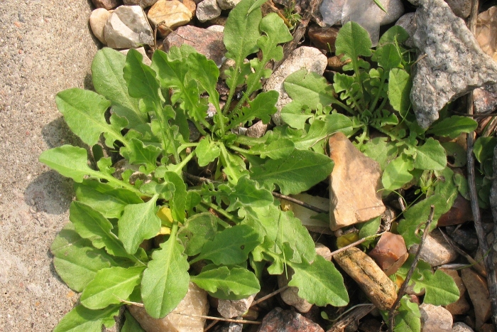 Рукола индау