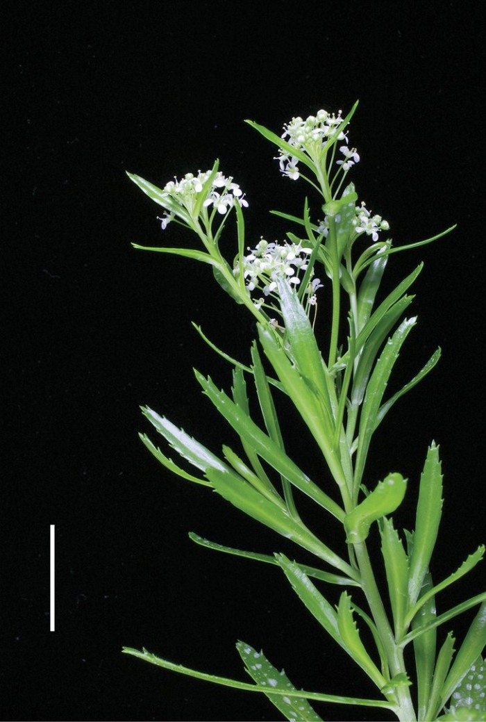 Lepidium sativum