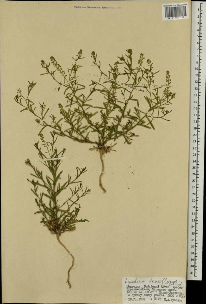 Lepidium ruderale