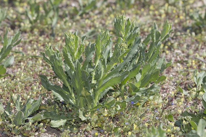 Cynoglossum officinale
