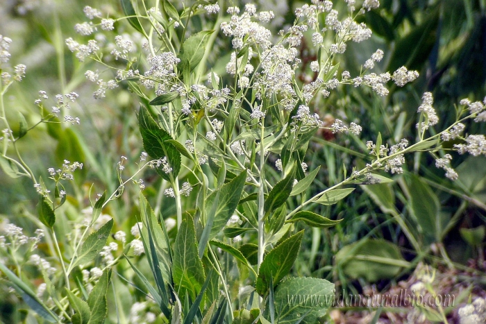 Eupatorium serotinum