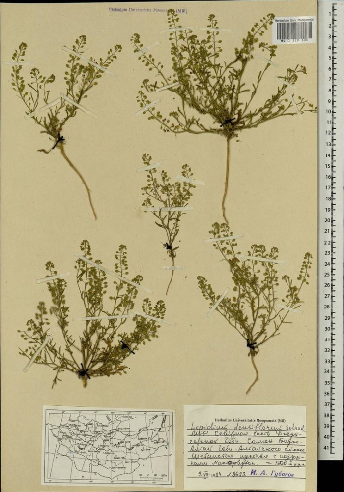 Клоповник сорный