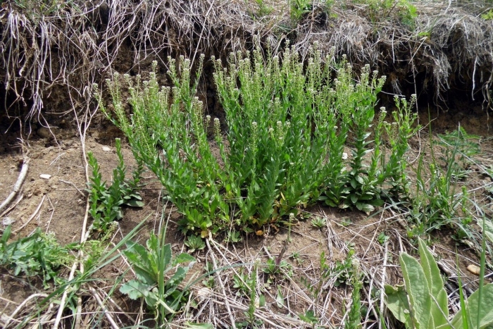 Щавель малый rumex acetosella