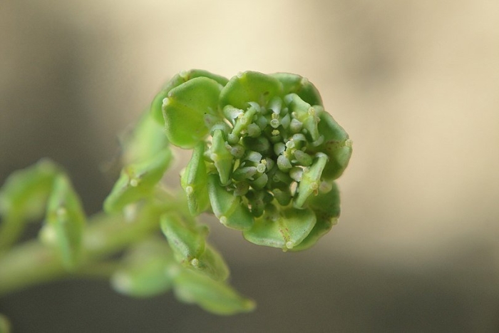 Клоповник мейена