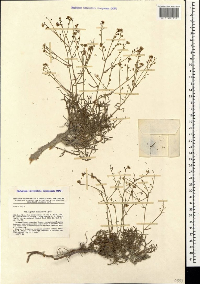 Лапчатка серебристая potentilla argentea гербарий