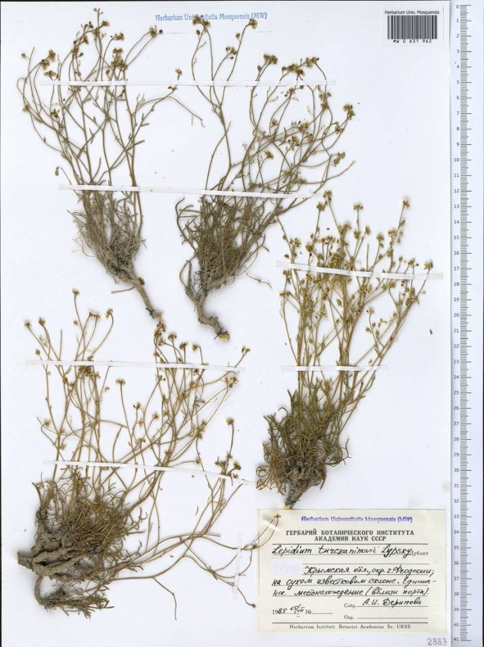 Крупка перелесковая гербарий