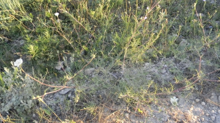 Artemisia californica полынь