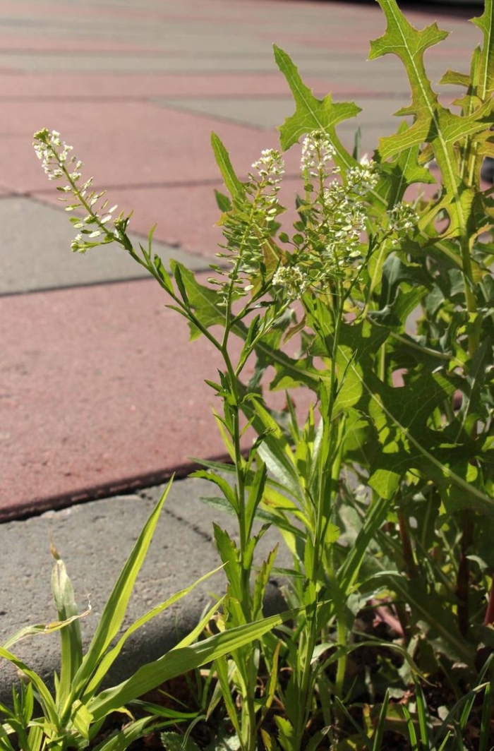 Ярутка полевая