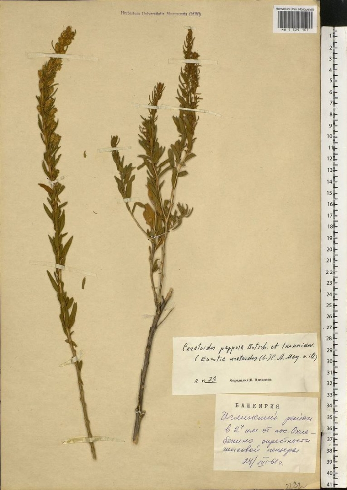 Вероника ненастоящая гербарий