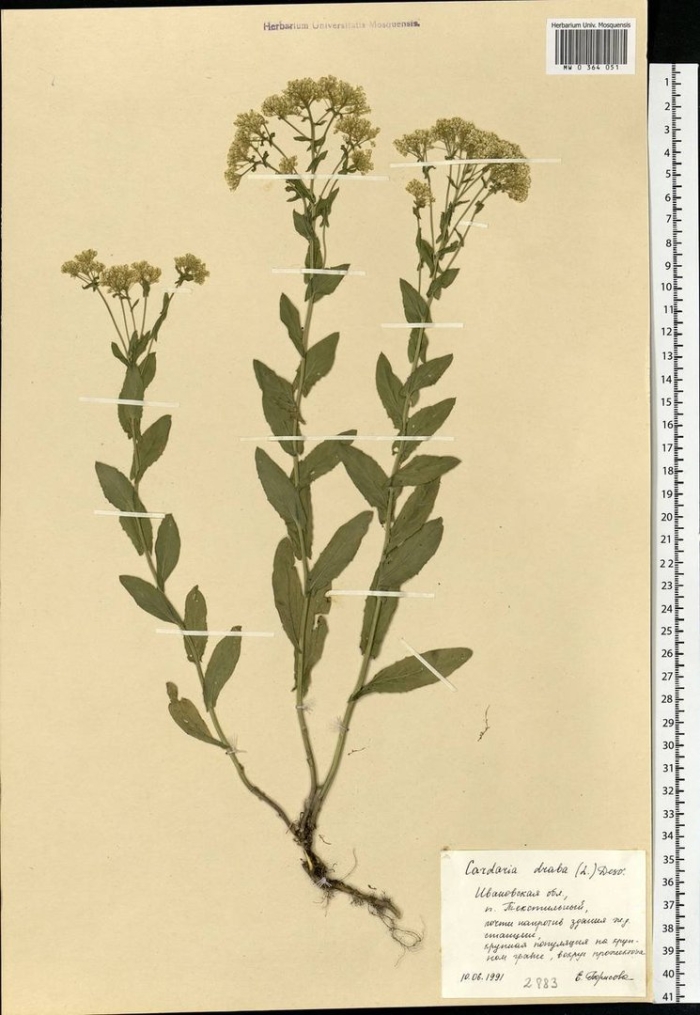 Кардария крупковая - cardaria draba.