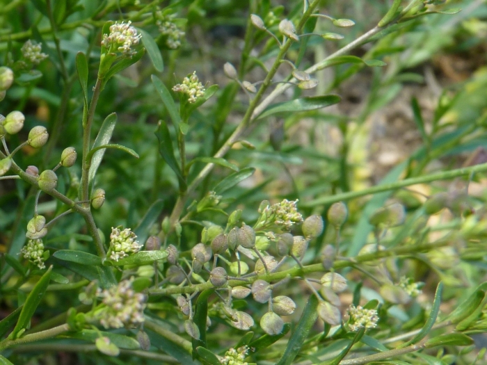 Клоповник сорный