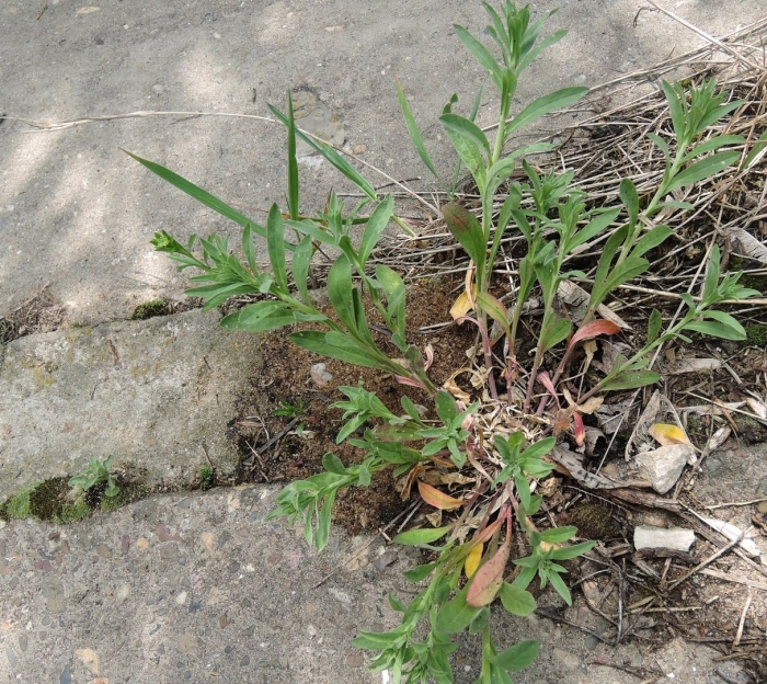 Плантариум растение