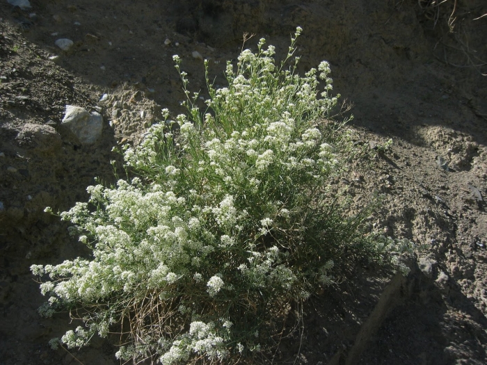 Катран (crambe cordifolia)