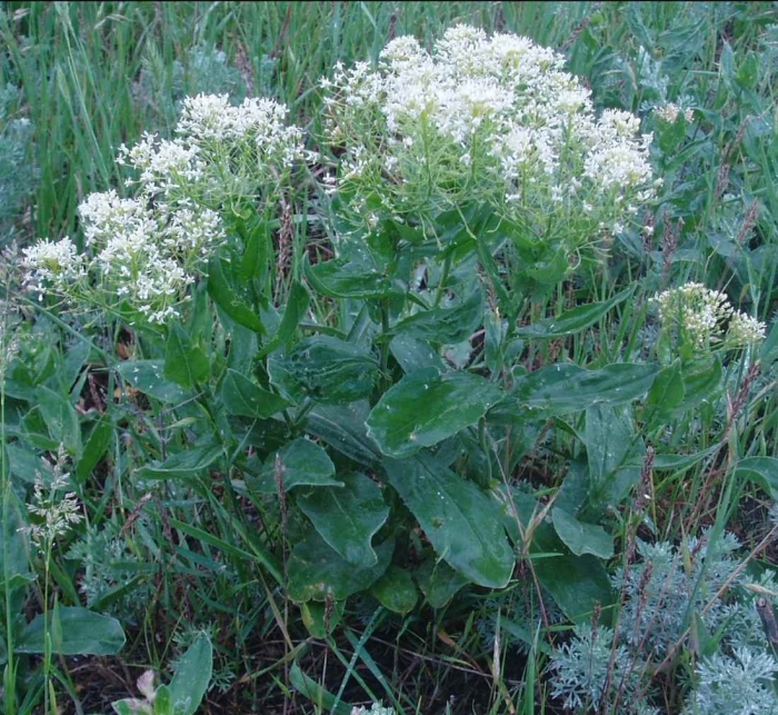 Cardaria draba