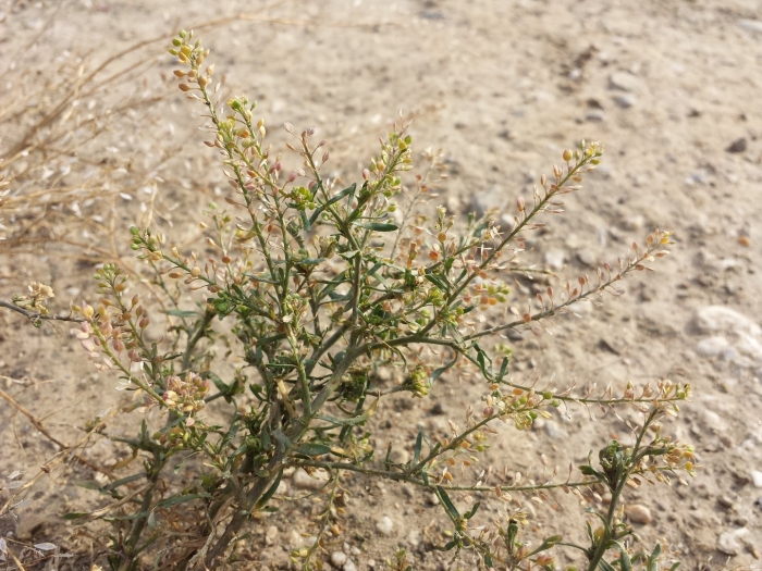 Lepidium ruderale