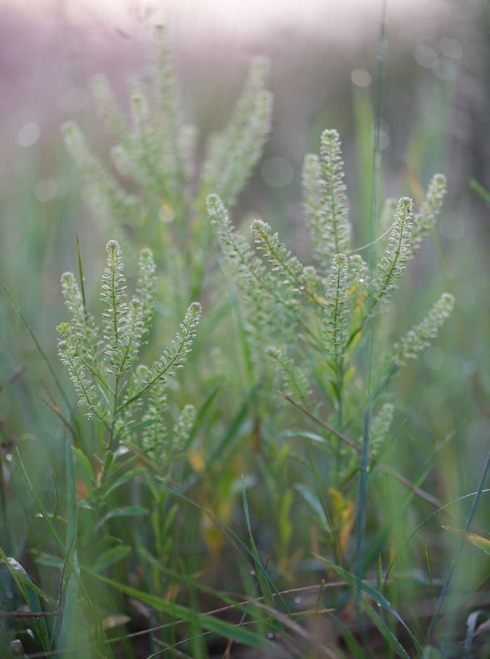 Клоповник густоцветный