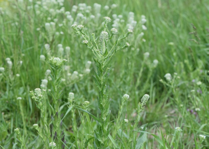 Lepidium campestre