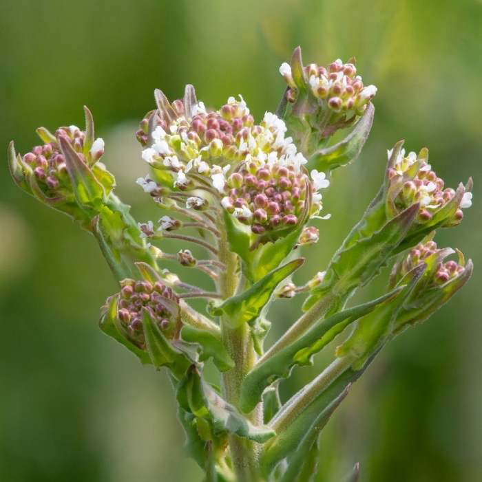 Lepidium bonariense