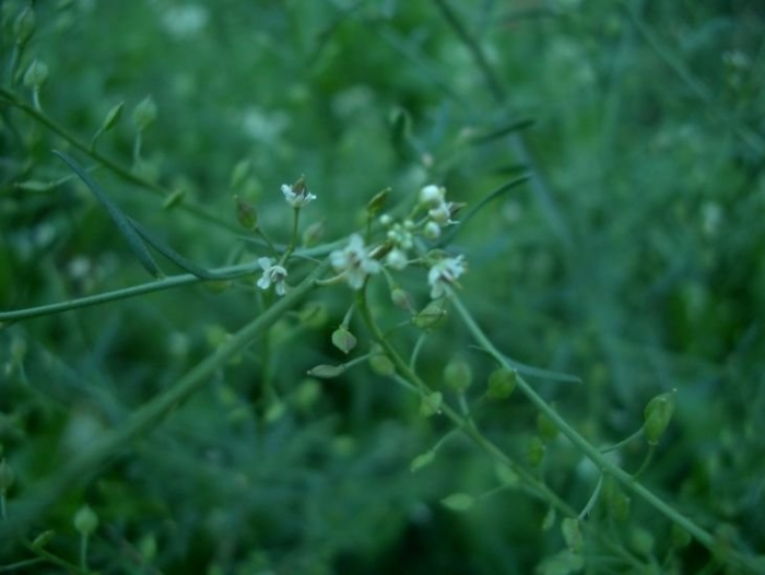 Пастушьей сумки трава