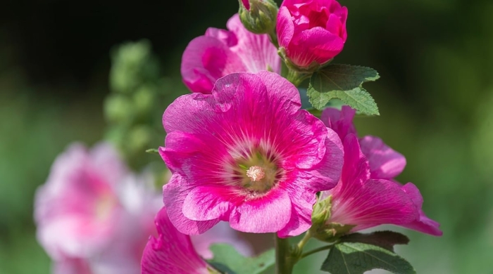 Цветы мальва просвирник