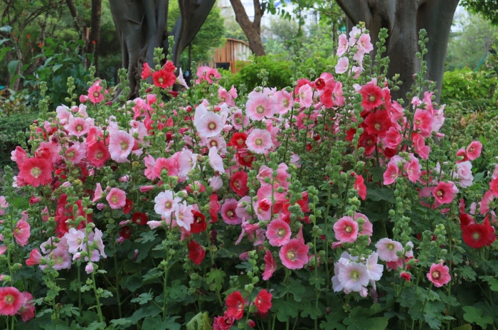 Hollyhock мальва